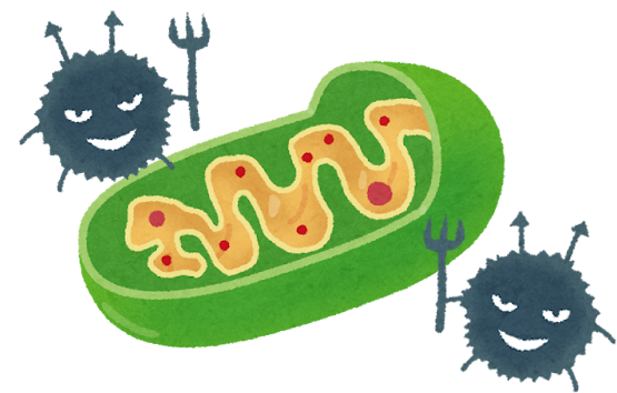 「悪玉活性酸素」がミトコンドリアを攻撃しているイメージ図